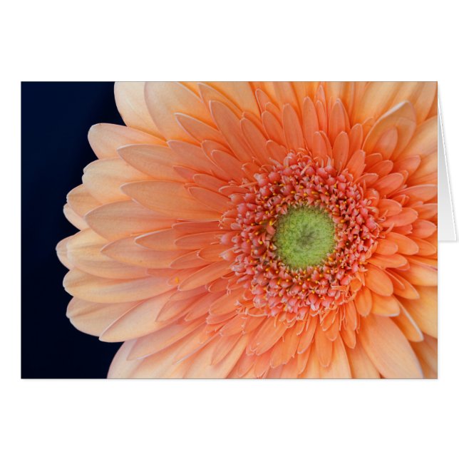 Peach Gerbera (Vorderseite (Horizontal))