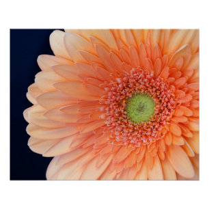 Peach Gerbera Poster