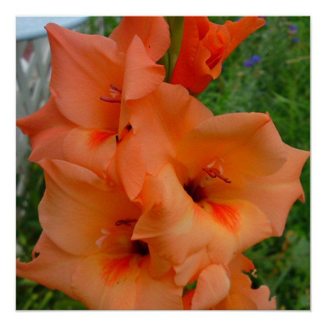 Peach Gladiola Poster (Vorderseite)