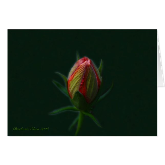 Peach Hibiskus Blume - ein Soul blüht in der Natur (Vorderseite (Horizontal))