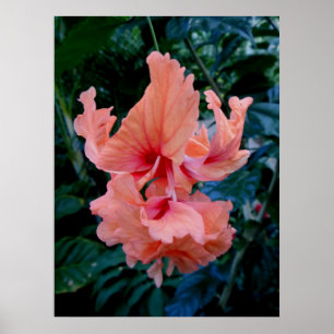 Peach Hybrid Hibiskus Poster