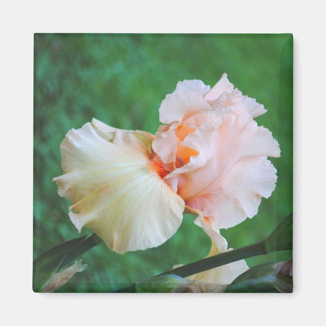 Peach Iris Magnet (Vorne)