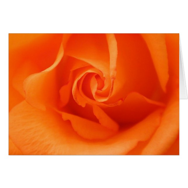 Peach Orange Rose (Vorderseite (Horizontal))
