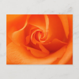 Peach Orange Rose Postkarte
