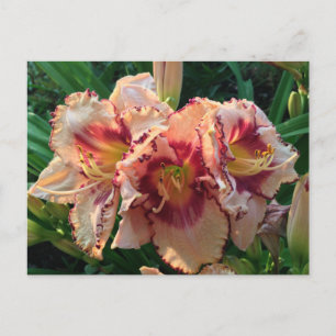 Peach Oriental Lilie Blume Postkarte