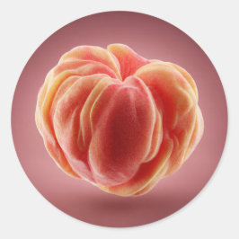Peach Peel Texture Premium Printable Label Design Runder Aufkleber