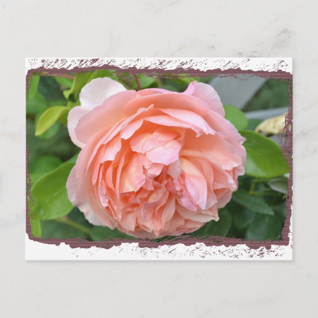 Peach Peony Postcard Postkarte (Vorderseite)