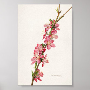 Peach Pink Blume Aquarellmalerei Poster