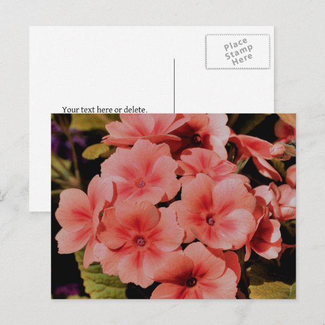 Peach Primrose Blume Personalisiert Postkarte (Vorne/Hinten)
