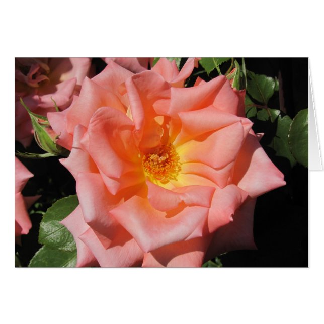 Peach-Rose (Vorderseite (Horizontal))