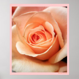 Peach Rose Apricot Rose Blume Blumenkohl Foto Poster