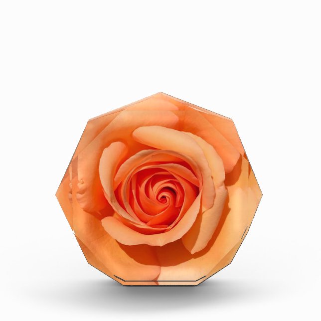 Peach-Rose Fotoblock (Vorderseite)