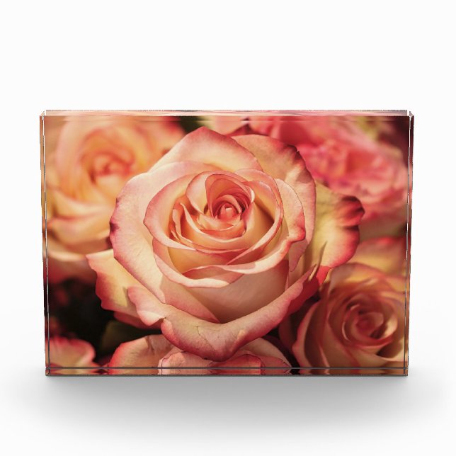 Peach-Rose Fotoblock (Vorderseite)