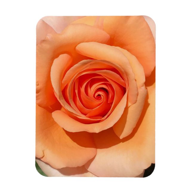 Peach-Rose Magnet (Vertikal)