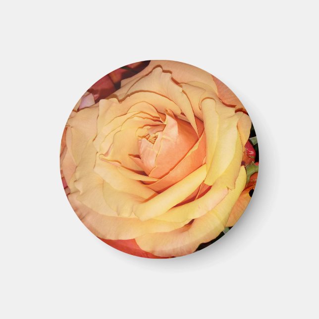 Peach Rose Magnet für Ihren Kühlschrank oder Ihr G (Vorne)