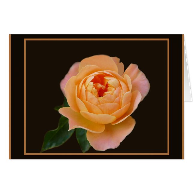 Peach-Rose-Makro (Vorderseite (Horizontal))