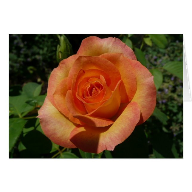 Peach Rose Orange Floral Fotografie (Vorderseite (Horizontal))