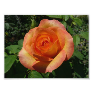 Peach Rose Orange Floral Fotografie