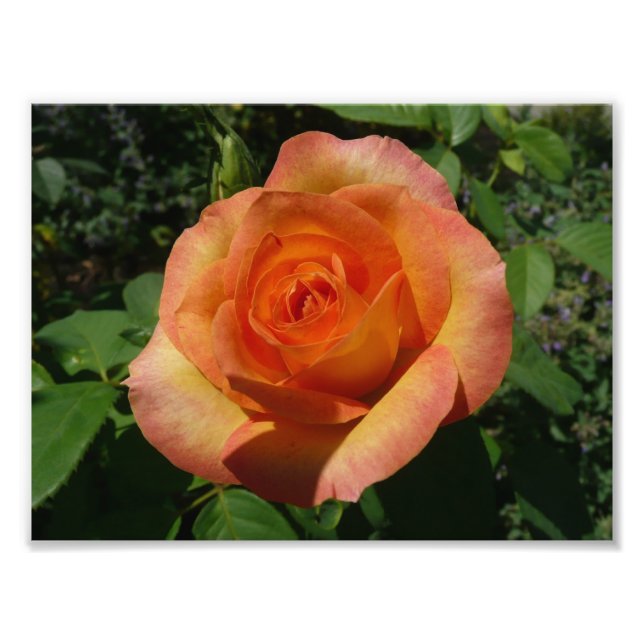 Peach Rose Orange Floral Fotografie (Vorne)