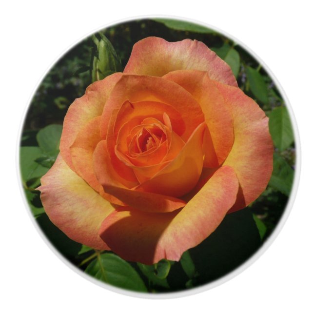 Peach Rose Orange Floral Fotografie Keramikknauf (Vorderseite)