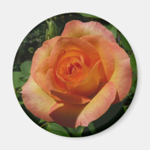 Peach Rose Orange Floral Fotografie Magnet
