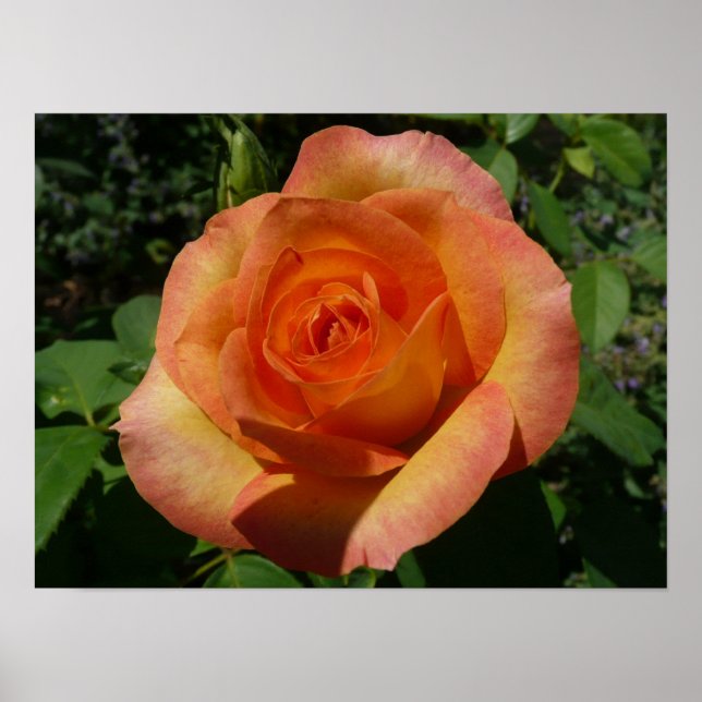 Peach Rose Orange Floral Fotografie Poster