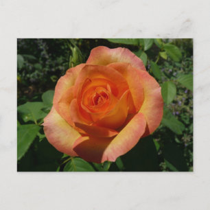 Peach Rose Orange Floral Fotografie Postkarte
