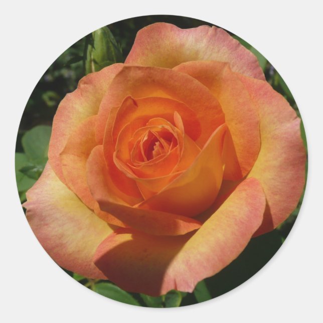 Peach Rose Orange Floral Fotografie Runder Aufkleber (Vorderseite)