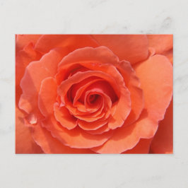 Peach Rose Postcard Postkarte