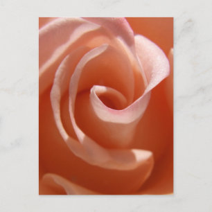 Peach Rose Postcard Postkarte
