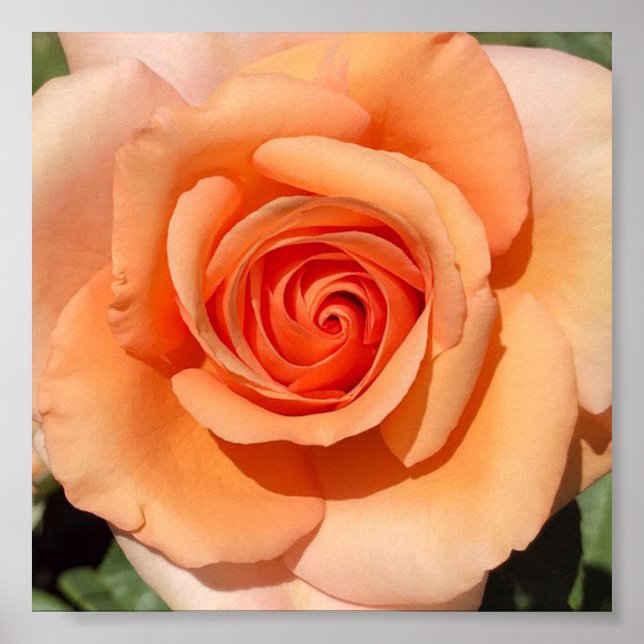 Peach-Rose Poster (Vorne)