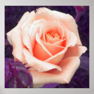 Peach Rose Poster