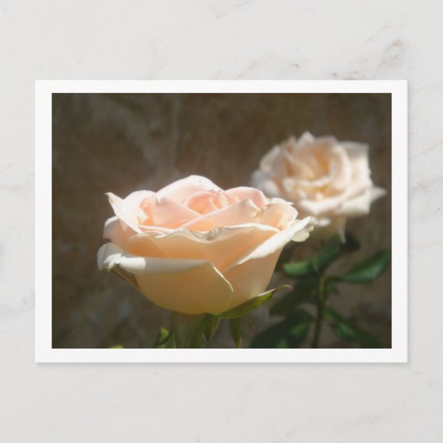 Peach-Rose Postkarte (Vorderseite)