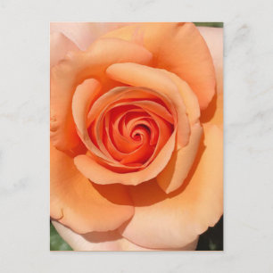 Peach-Rose Postkarte