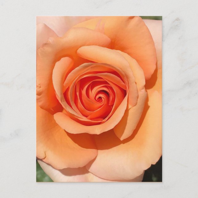 Peach-Rose Postkarte (Vorderseite)