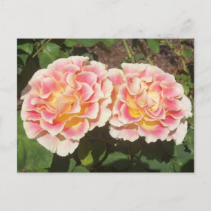 Peach Rose Postkarte