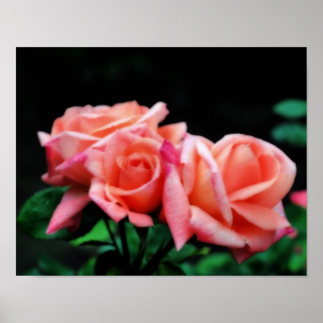 Peach Rose Trio Blume Poster (Vorne)