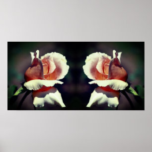 Peach Rosenknospe Blume Nah Up Mirror Abstrakt Poster