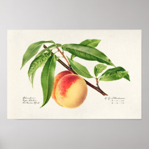 Peach Twig (Prunus Persica) Obstmalerei Poster