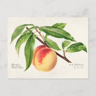 Peach Twig (Prunus Persica) Obstmalerei Postkarte