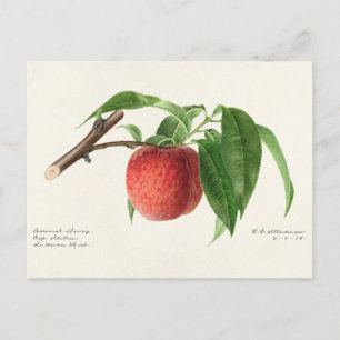 Peach Twig (Prunus Persica) Obstmalerei Postkarte