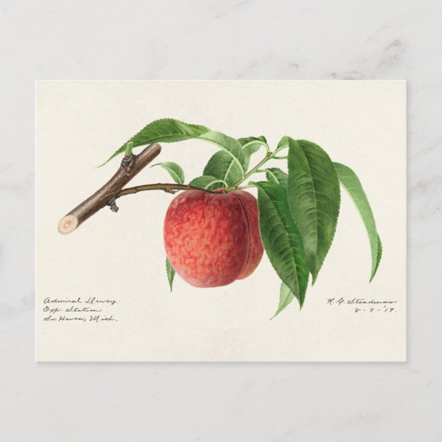 Peach Twig (Prunus Persica) Obstmalerei Postkarte (Vorderseite)