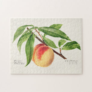 Peach Twig (Prunus Persica) Obstmalerei Puzzle