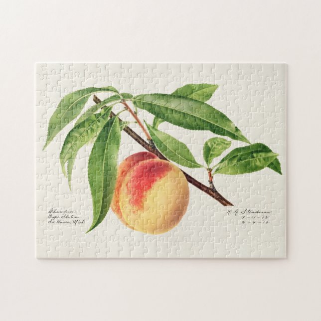 Peach Twig (Prunus Persica) Obstmalerei Puzzle (Horizontal)