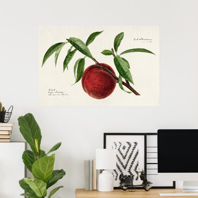 Peach twig (Prunus persica) von Royal Charles Stea Poster (Heimbüro)