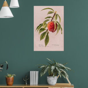 Peach twig (Prunus persica) von Royal Charles Stea Poster