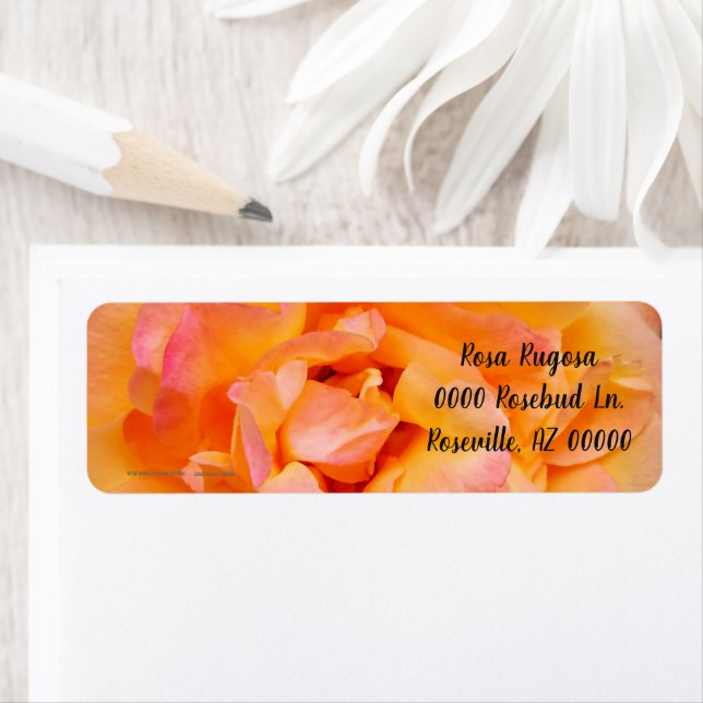 Peach Yellow Pink Blend Rose Blume Foto (Insitu)