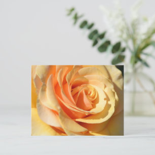 Peach Yellow Rose Postkarte