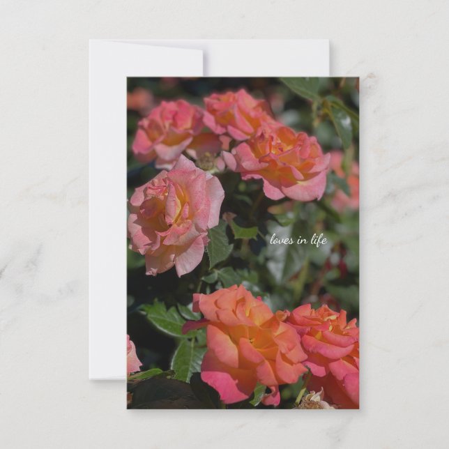 Peachy, lachsfarbene Rose Mitteilungskarte (Vorderseite)