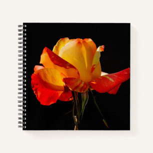 Peachy Orange Rose Notizbuch